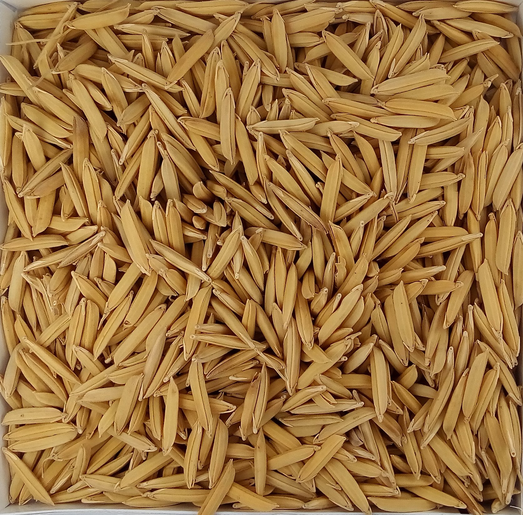 Pusa Basmati 1509