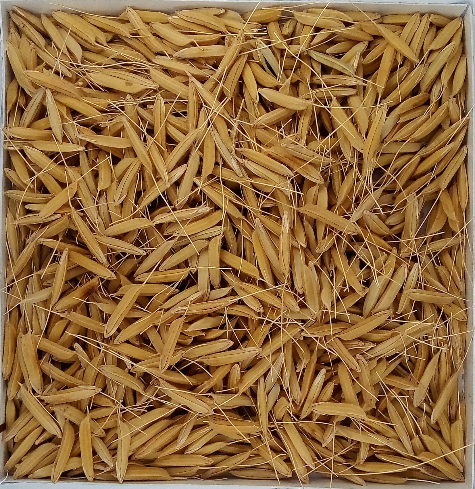 Pusa Basmati 1637