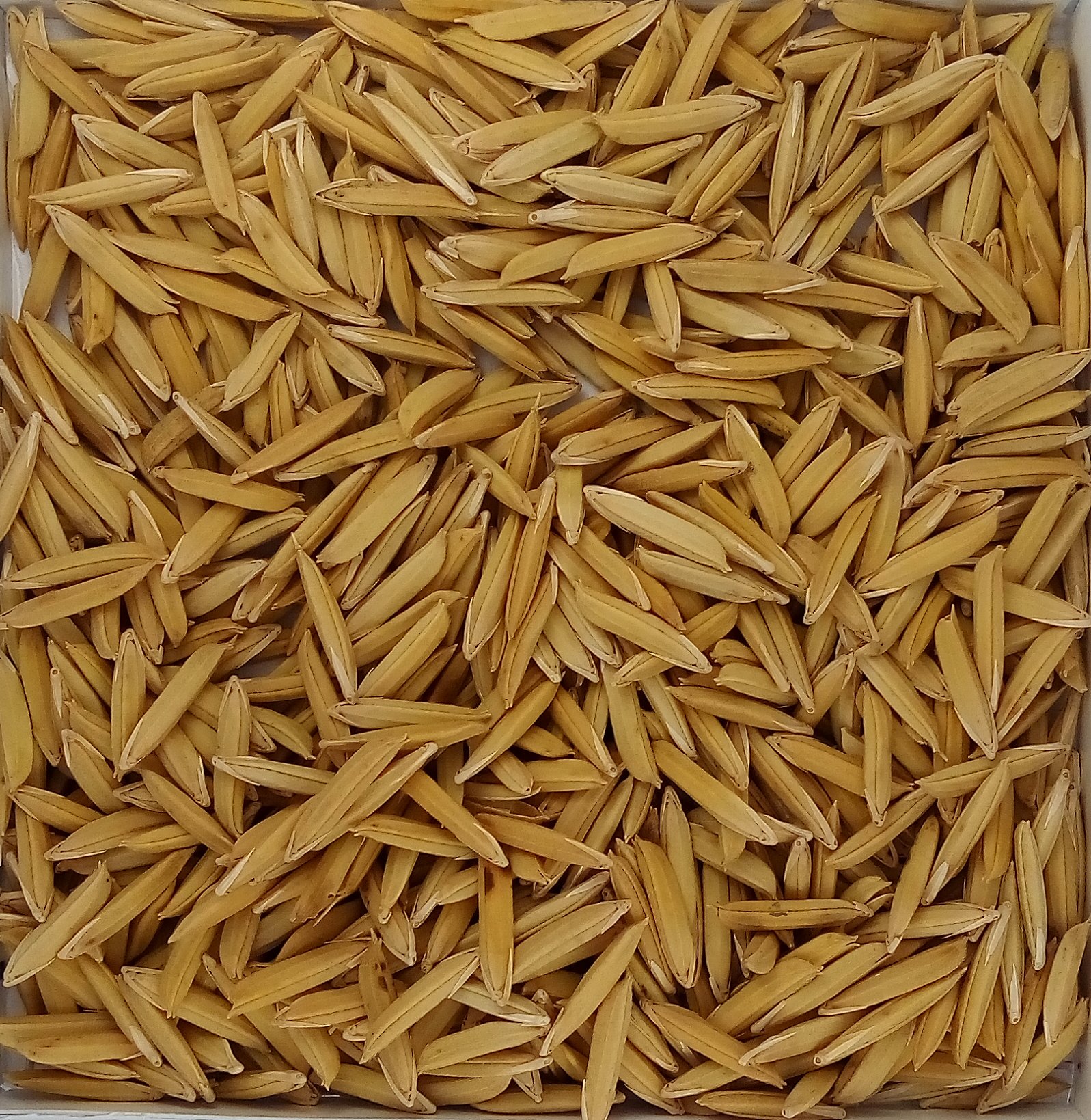 Pusa Basmati 1718