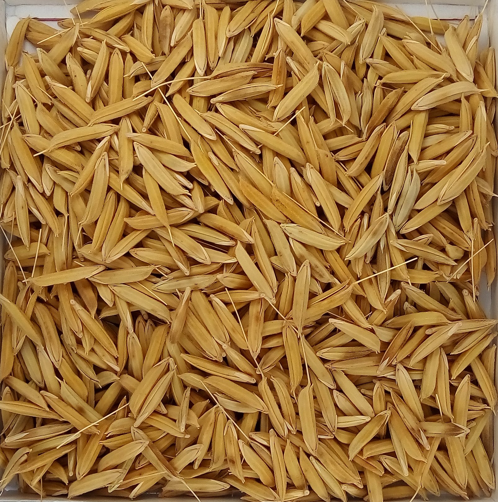 Pusa basmati 1728