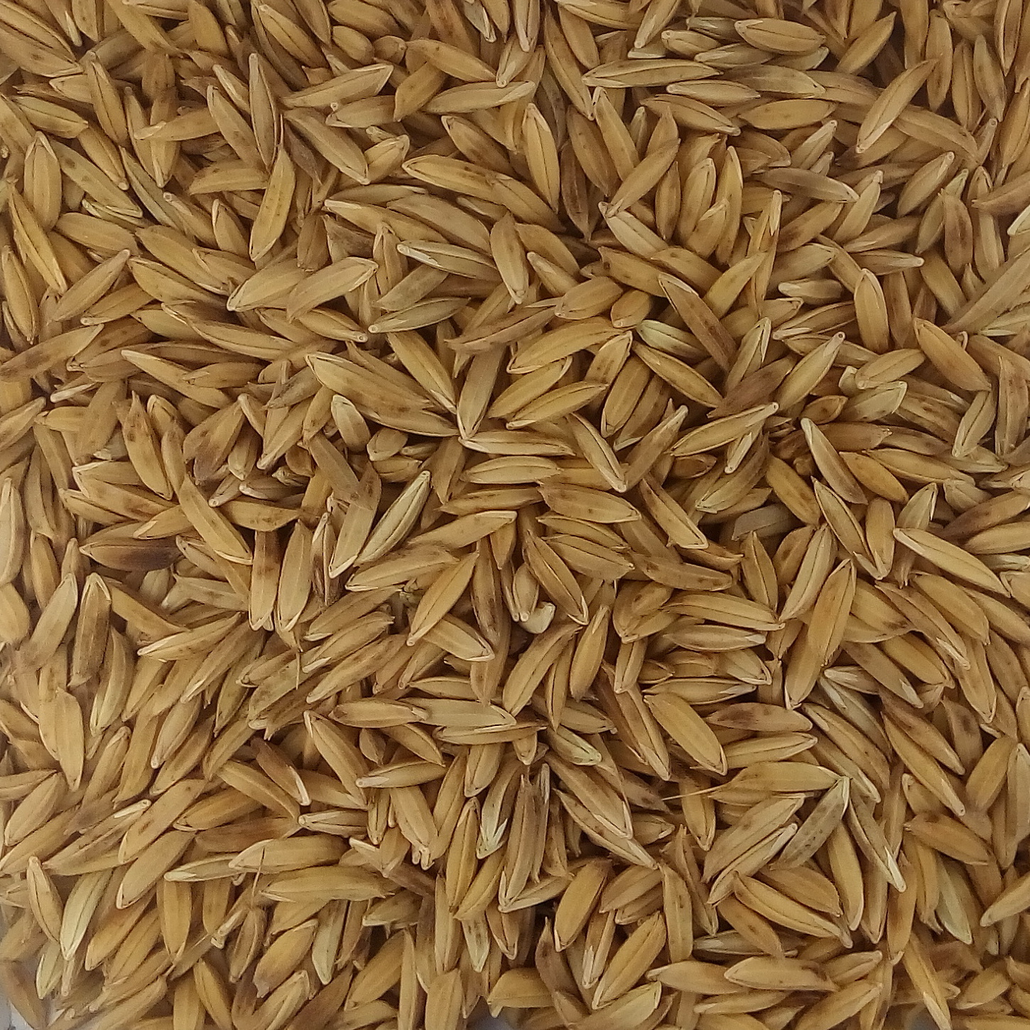 Basmati370