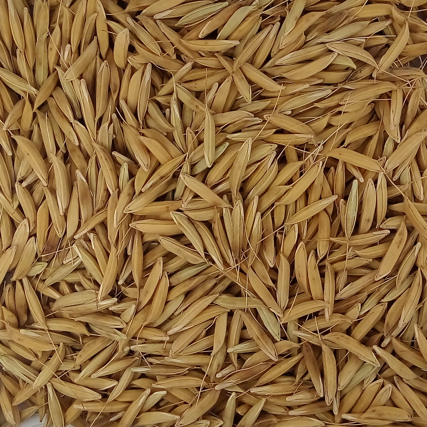 Basmati CSR 30