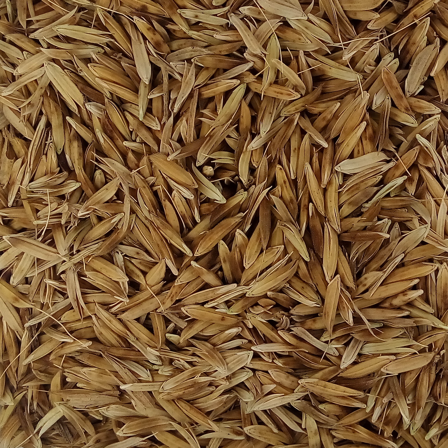 Dehraduni Basmati