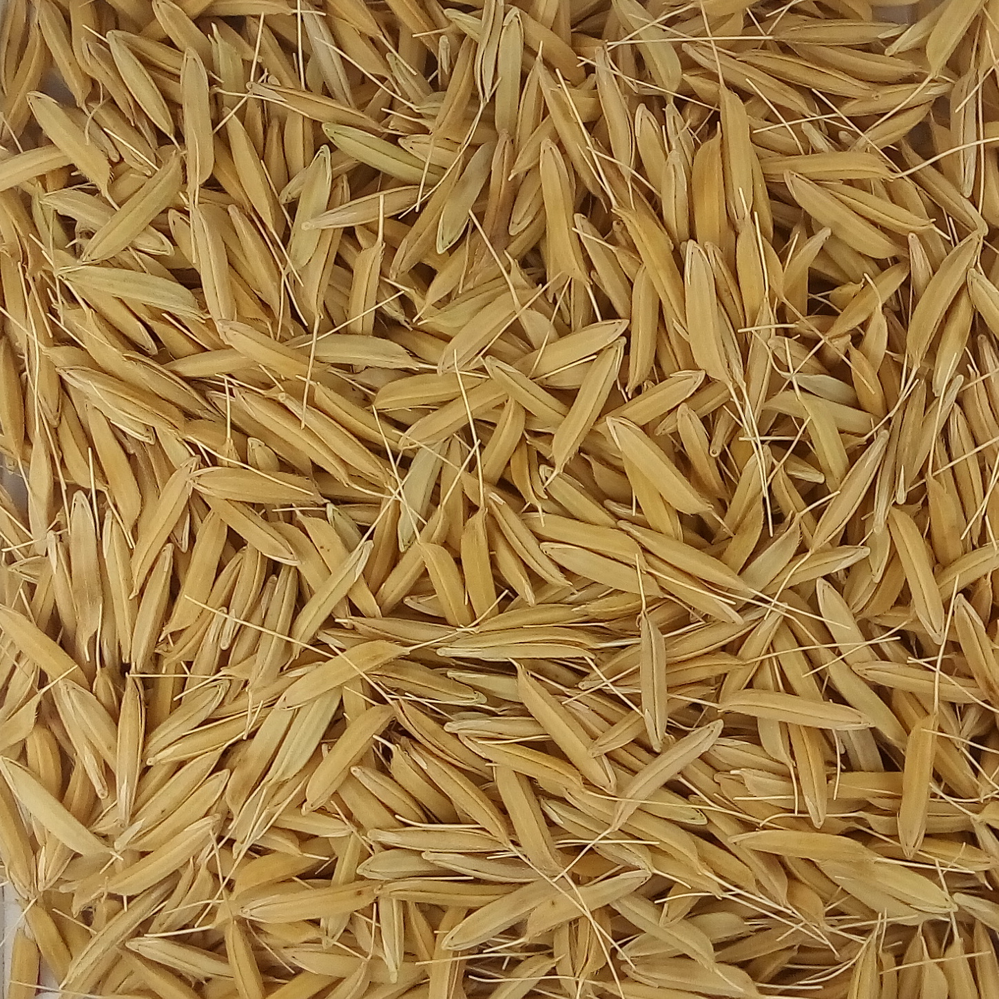 Pusa Basmati 1