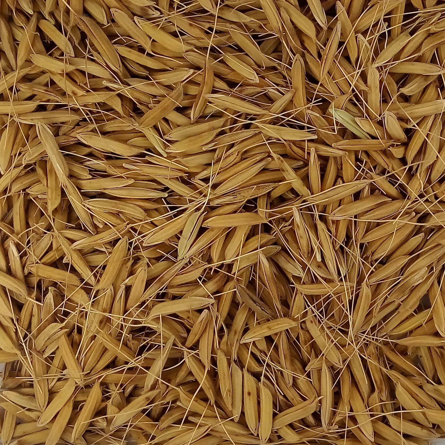 Pusa Basmati 6