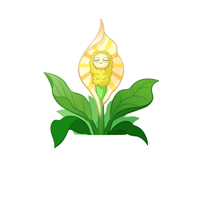 Dawn Peace Lily