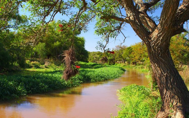 Fotografía de río con ceibo en sus orillas.