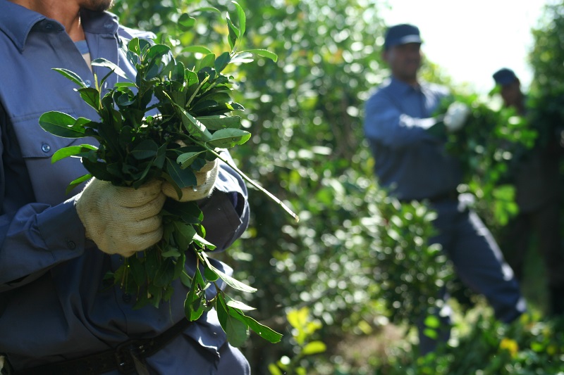 Fotografía cosecha yerba mate