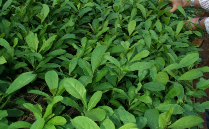 Fotografía cultivo de mate en vivero