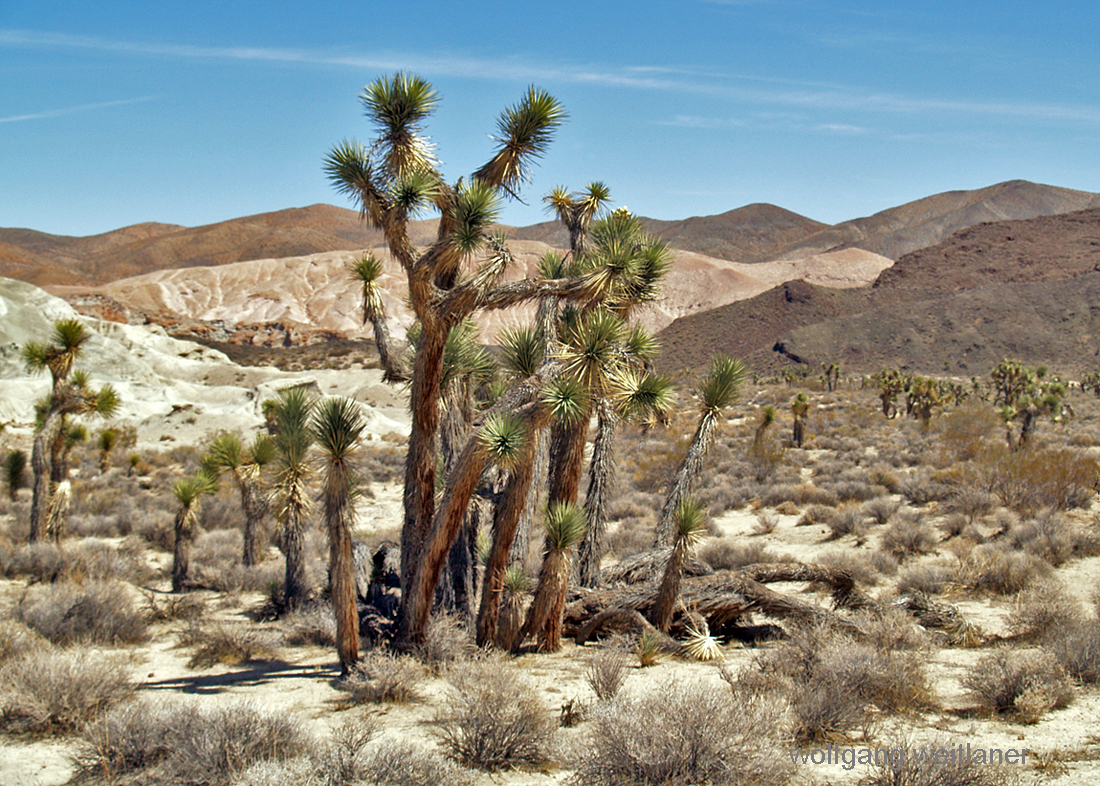 Joshua-Tree in der Mojave-Desert, Kalifornien, USA