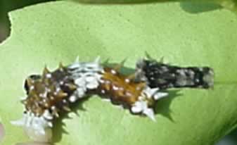 A caterpillar that has just shed its skin. It will sit and swallow air before teh new skin dries and hardens.