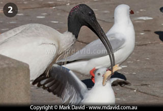 Birds competing for a scrap of bread