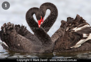 Black Swans posturing