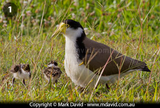 Masked Lapwings