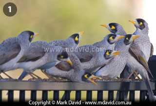 Noisy Miners