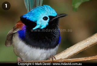 Variegated Wren