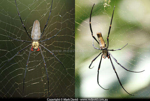 Golden Orb Weaver