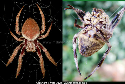 Garden Orb Weaver