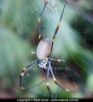 Golden Orb Weaver