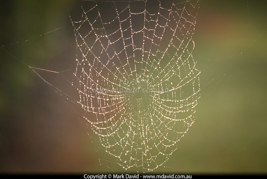 Orb web