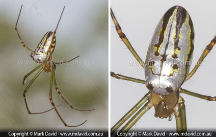 Silver Orb Spider