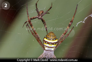 St Andrew's Cross Spider