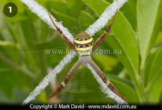 St Andrew's Cross Spider