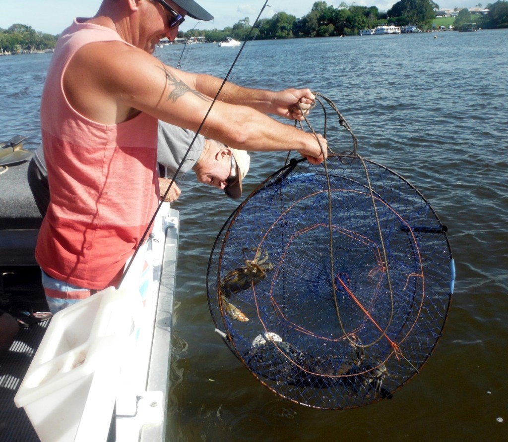 Mud Crabs-1200