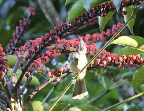 Local Frair bird