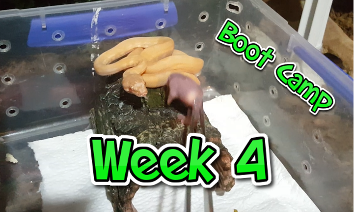 Boot Camp Week 4 – Feeding Time for Hungry Albino Darwin Pythons