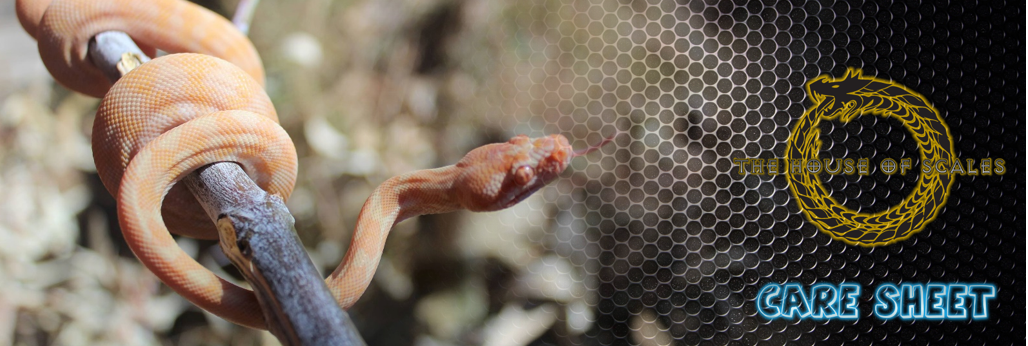 Albino Darwin Pythons