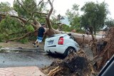 A fallen tree crushes a car in Wembley