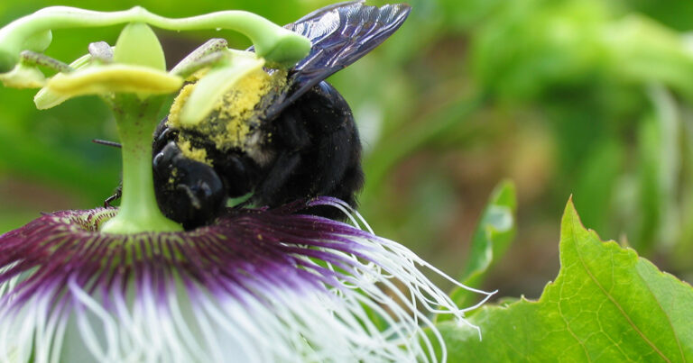 Abelha (Xylocopa sp.) na flor do maracujá em Juazeiro, Pernambuco