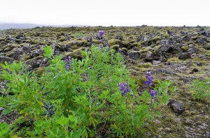 Reykjanes peninsula