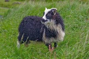 Icelandic sheep