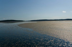 Mayfly carcasses on the water