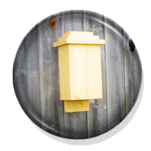 Small
                        Bat House Knotty White Pine