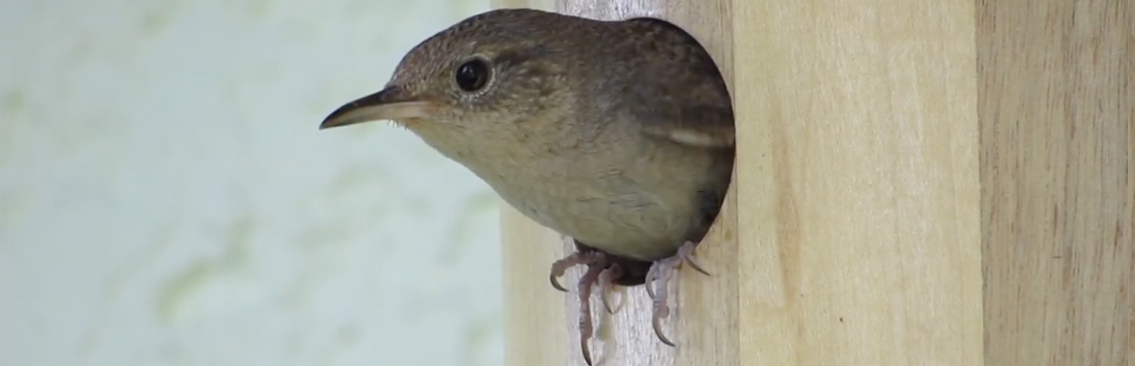 Turned Wren Birdhouse