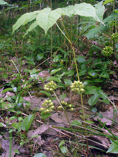 Wild sarsaparilla (Aralia nudicaulis) : Plant