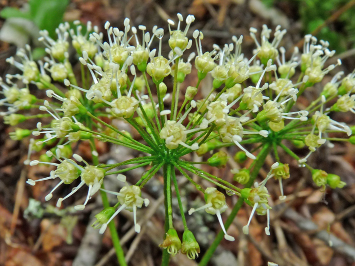 Wild sarsaparilla (Aralia nudicaulis) : Inflorescence