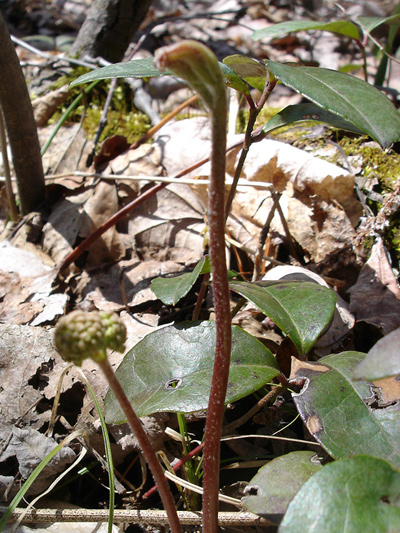 Wild sarsaparilla (Aralia nudicaulis) : Very young plant