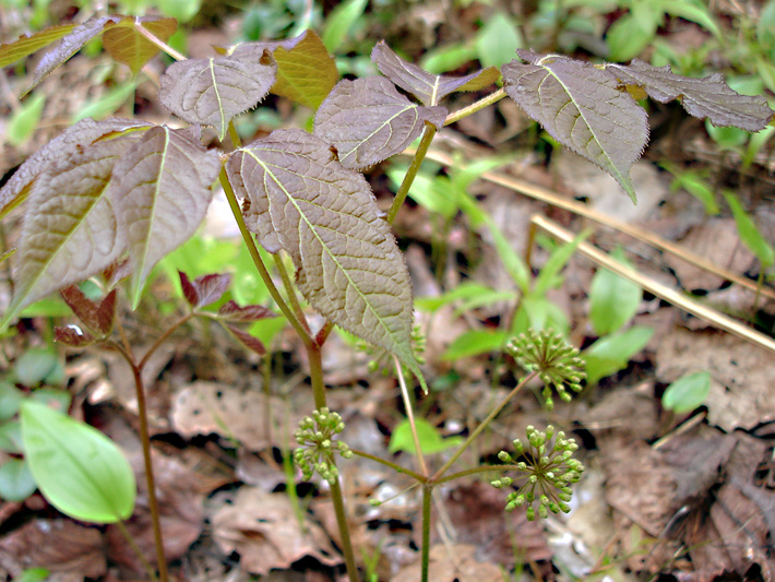 Wild sarsaparilla (Aralia nudicaulis) : Young plant