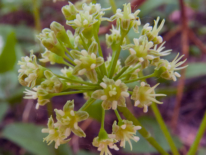 Wild sarsaparilla (Aralia nudicaulis) : Inflorescence