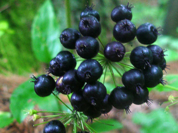 Wild sarsaparilla (Aralia nudicaulis) : Fruits