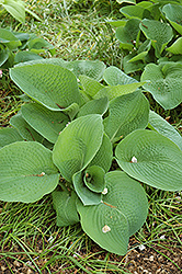 Big Mama Hosta (Hosta 'Big Mama') at Make It Green Garden Centre