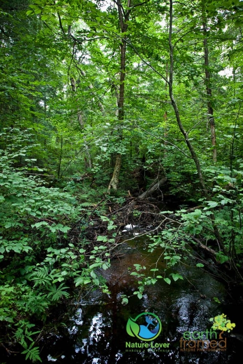 572948347 Algonquin Park - Track and Tower Trail