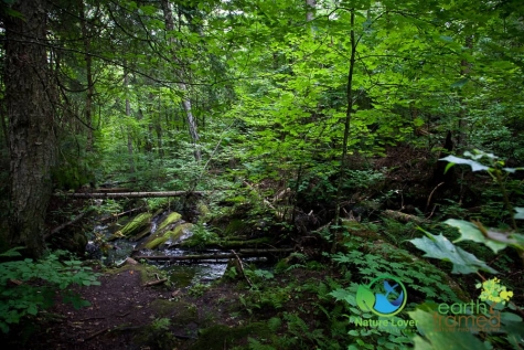 2296517964 Algonquin Park - Track and Tower Trail