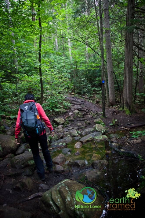 504764092 Algonquin Park - Track and Tower Trail