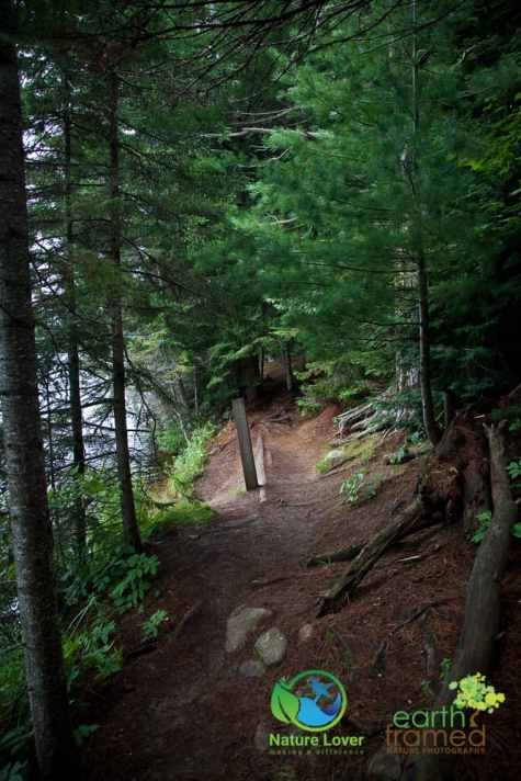 66465793 Algonquin Park - Track and Tower Trail