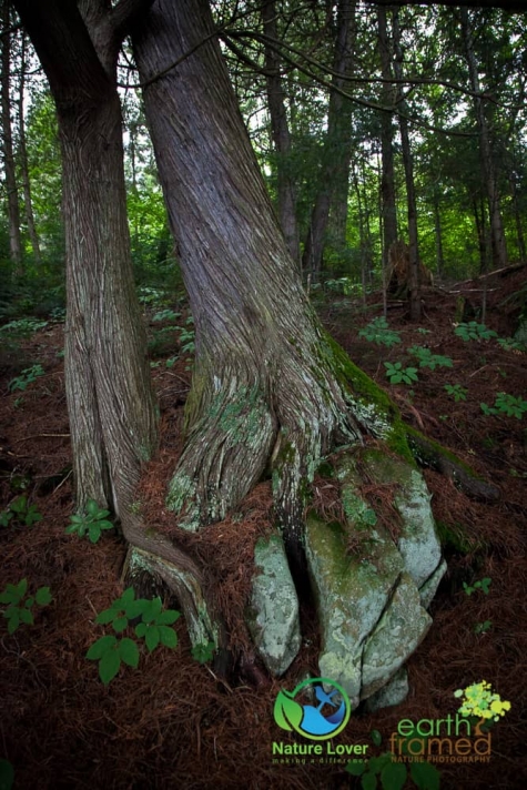 887438905 Algonquin Park - Track and Tower Trail